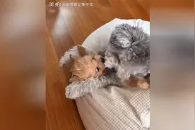 两只狗狗上演亲吻大戏，相亲相爱，情意绵绵，被狗狗虐了一脸图片