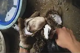 实拍开生蚝全过程，使劲撬开后，尽是又鲜有肥美的肉图片