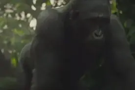 巨猿侵入家中，抱走弃婴并抚养成人图片