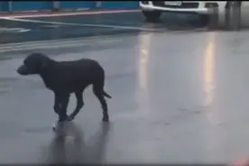 小狗狗被主人丢弃在大马路上淋雨，听完原因后让人心痛到掉泪！