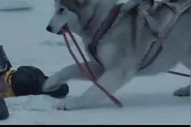 在南极的狗狗是怎么工作的，关键时刻比人有用途图片