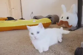 短腿猫咪跳起来玩，好萌啊