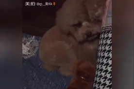 电动玩具太凶猛，胆小泰迪就变成这副样子了，女主人差点笑哭图片