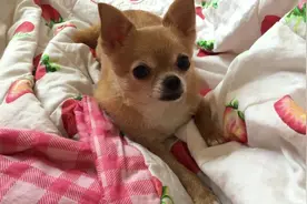 可怜狗狗被主人大声呵斥，立马懵逼一脸委屈，铲屎的你不爱我了吗图片