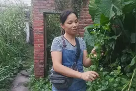 广西灵山，胜红蓟草药，感冒发烧，老人小孩都可以用