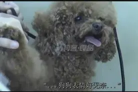 狗狗剪毛前的秘密，看后让你家的狗宝贝更加可爱迷人，只告诉你哦图片