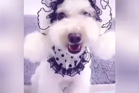 主人跟狗狗说话，狗狗微笑的表情好可爱，成精了这汪图片