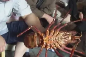 菜市场卖回来澳洲大龙虾，起码5斤重，清蒸最好了图片