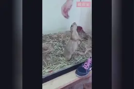 一只土拨鼠被挠痒痒，看这陶醉的样子，有那么爽么图片