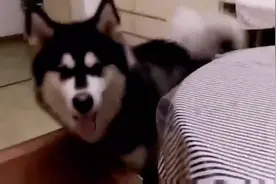 主人你好意思一个人吃那么多吗