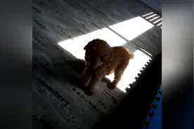 教大家如何用袜子逗狗狗视频封面