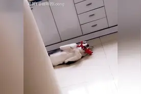 实拍一只喜欢跟玩具二重唱的哈士奇，声音奇葩不容错过！图片