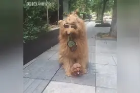 11岁巨型泰迪犬和3岁茶杯泰迪汪的合照，最强身高差诞生！图片