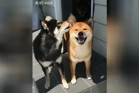 两只柴犬在秀恩爱，后面那只黑柴默默地看它们秀恩爱，吃狗粮图片