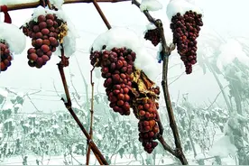 冰天雪地喝冰酒图片