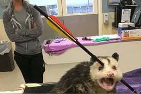 负鼠身中2箭被送到医院时都以为它死定了，但它超强表现给人鼓舞图片
