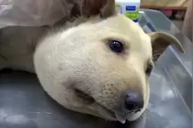 ​误被橡筋套住气管，这只狗的头肿成了“气球”，还以为是小猪！图片