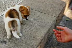 狮子狗装过头被打脸，被削变狗熊！图片