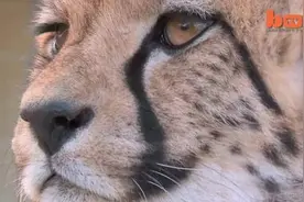 被当宠物养的猎豹，还跟家中狗狗是好朋友图片