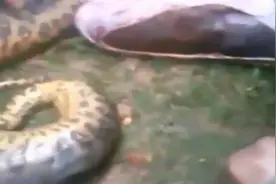 巨蟒吞掉斗牛犬，狗主人见状直接做出这样的惊人举动！图片