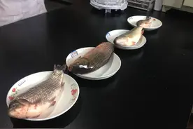 全民实验室：如何辨别添加了孔雀石绿的鱼？图片