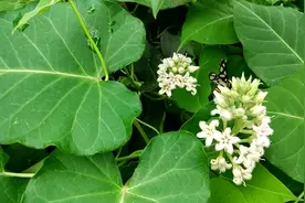农村人叫它“白首乌”“野山药”，诗经中的芄兰名萝藦|阿兮随笔图片