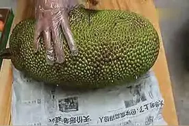 实拍开巨大的一个菠萝蜜，十几斤重好多肉图片