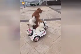 狗狗自让己骑车上路兜风，还不死活让主人陪同，真是笑哭我了图片