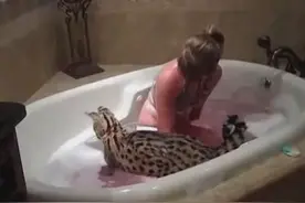 国外一女子居然和薮猫一起洗澡视频封面