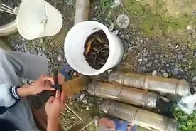 各路牛人用矿泉水瓶自制黄鳝笼收获满满，简直神了！图片
