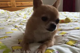 主人实拍，狗狗如何从清醒状态快速沉睡，小萌汪也太能睡了图片