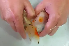 实拍兰寿金鱼人工繁殖，原来是直接用手挤的啊，长知识了！图片