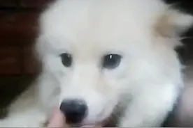 刚生不久的三只小萨摩，一家四口太暖心了图片