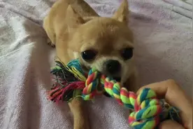 呆萌狗狗和主人互抢玩具，小爪子都用上了，铲屎的就问你怕不怕！图片