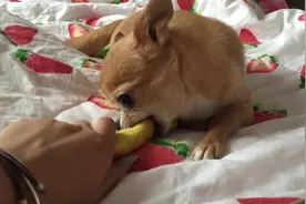 看到主人抢玩具，狗狗脸色都变了，紧咬着玩具留下决绝的背影图片