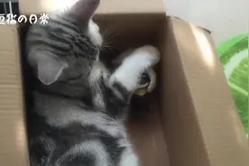 周末逗猫，一只废纸箱就够了！图片