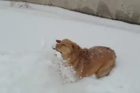 金毛第一次见到雪，玩的开心死了图片