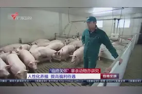 宰杀动物“临终关怀” 国际通行办法：迷昏或电晕视频封面