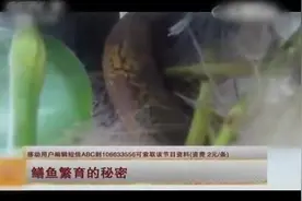 黄鳝养殖技术，讲述黄鳝繁殖的秘密视频封面