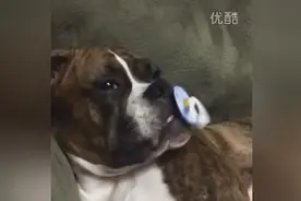 生日主人送我一个奶嘴，感觉自己萌萌哒呢，让我眯个眼吸会奶嘴吧图片