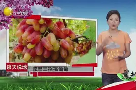 谈天说地 教您三招挑葡萄