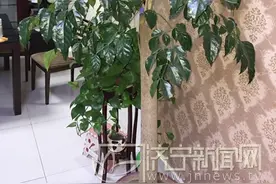 邹城一市民家中“绿宝树”开花 比铁树开花还难见图片