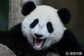 马来西亚大熊猫母子欢度生日，小家伙挥手卖萌狂圈粉图片