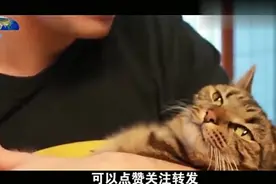 主人强行亲吻猫咪，猫咪一脸的无可奈何，反应令人笑翻视频封面