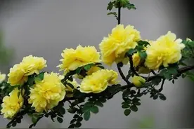 黄刺玫（刺玫花）怎么养？图片