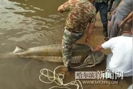同江渔民捕获370斤重鲟鳇鱼图片