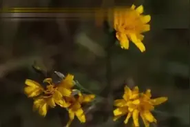 张杰结婚七周年纪念日，晒娜娜结婚视频，未来一直陪你视频封面