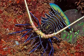 你见过“七彩龙虾”吗？舟山渔民捕上这只稀奇货图片