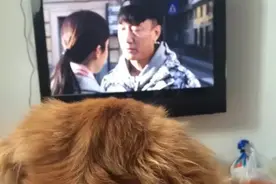 金毛奶酪今天过生日，主人送上特殊礼物为它庆生图片