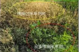 除草剂正确使用技术方法图片